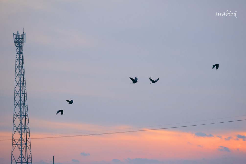 夕焼けを 待って飛び去る 鳥一羽 | 玄の館 ブログの部屋