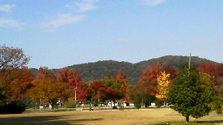 紅葉_d0004447_0425433.jpg