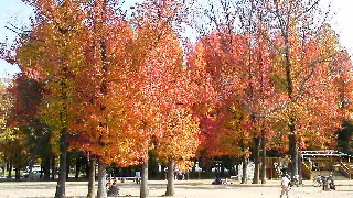 紅葉_d0004447_0425457.jpg
