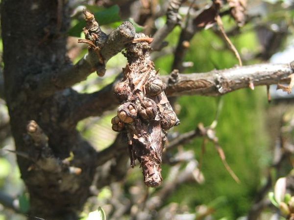 ミノムシその後とむし3種注意 出不精日記 ミノムシその後とむし3種注意 出不精日記