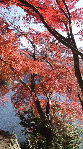 2013年 鎌北湖紅葉祭りサイクリング_c0055552_14492012.jpg