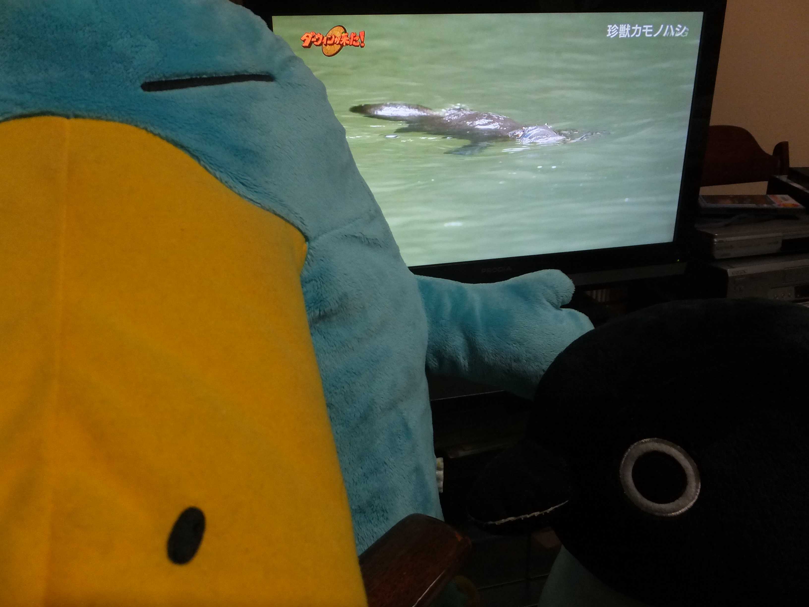 ダーウィンが来た！を鑑賞 : ICOCA飼いました