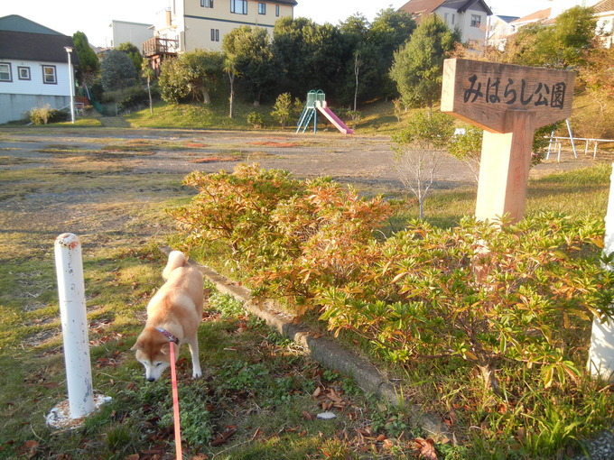 ’13,11,24(日)レモンの木だと思っていたけれど・・・_f0060461_103188.jpg