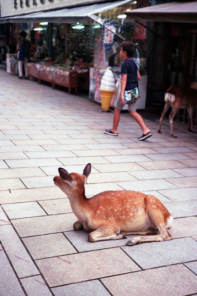 東大寺辺り_e0037563_12403536.jpg