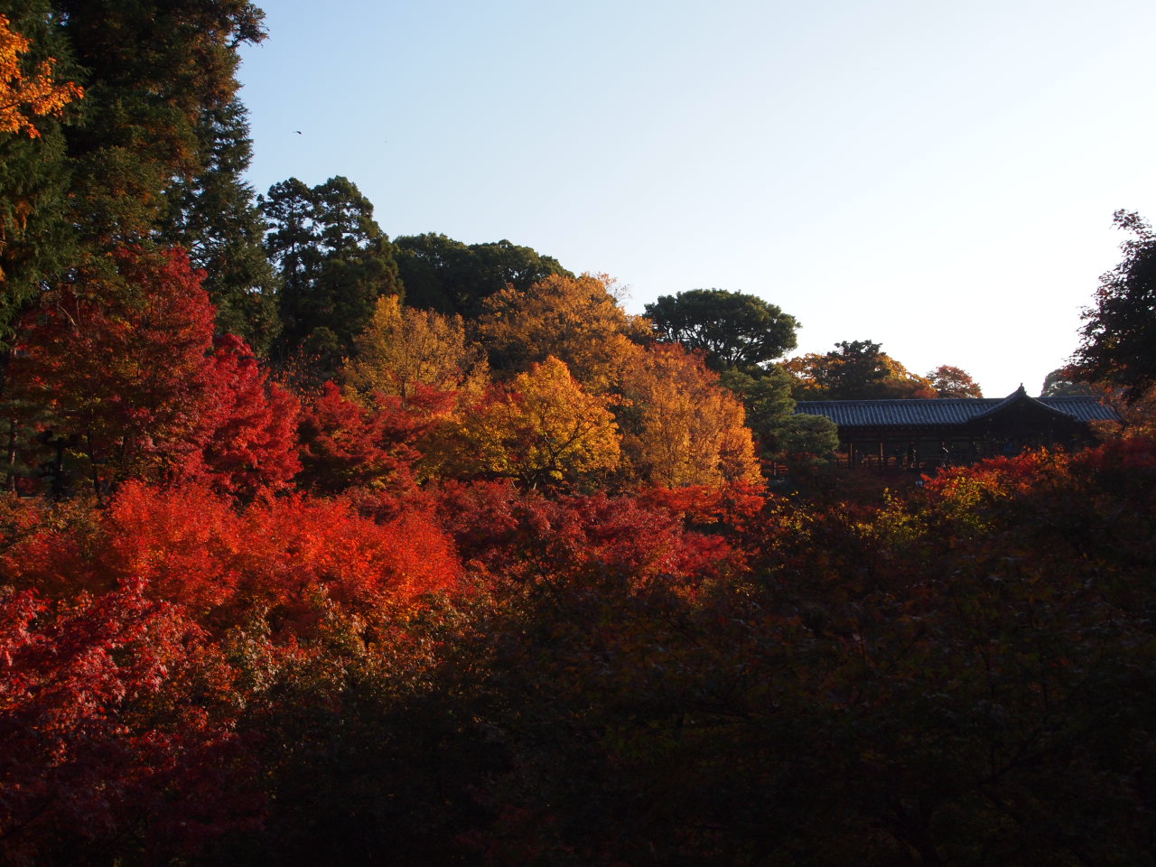 そうだ、日帰りで京都の紅葉を見に行こう！_e0158363_18225543.jpg