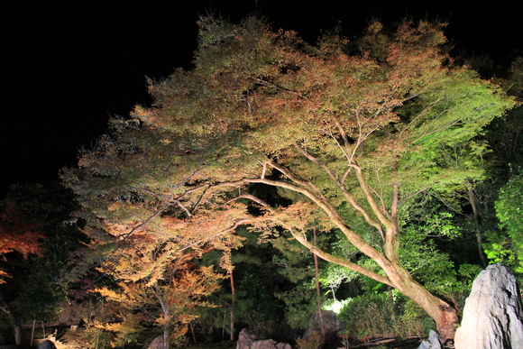 京都 嵐山 宝厳院 ライトアップ_d0202264_19463389.jpg