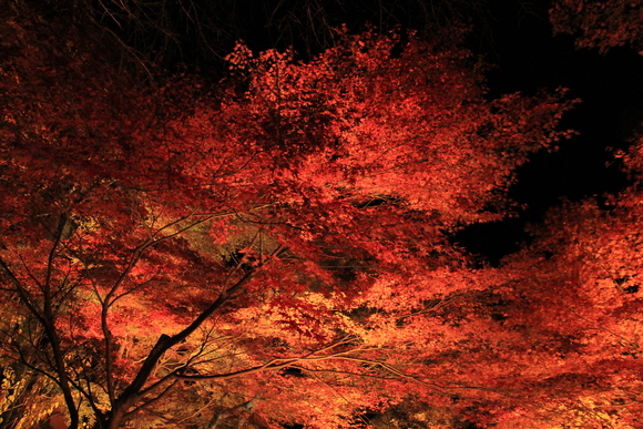 京都　嵐山　宝厳院　ライトアップ_d0202264_19471644.jpg