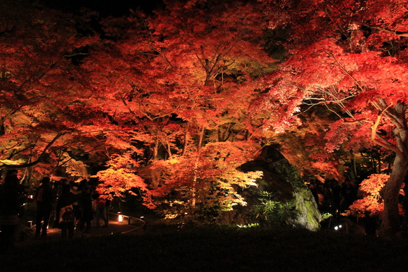 京都 嵐山 宝厳院 ライトアップ_d0202264_19504111.jpg