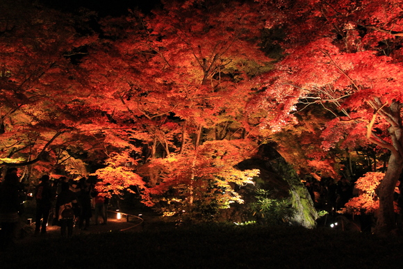 京都　嵐山　宝厳院　ライトアップ_d0202264_19504111.jpg