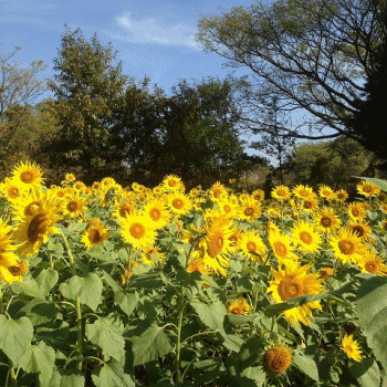 e0145364_18364830.gif