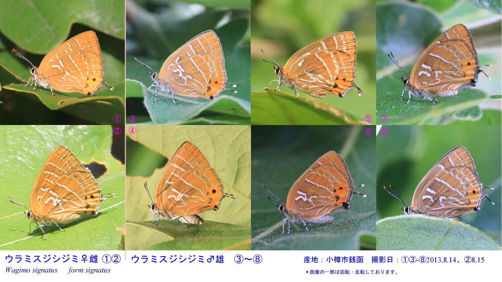 ウラミスジシジミ シグナタ型がいっぱい。 2013.7.14-15北海道30 : 蝶鳥ウォッチング