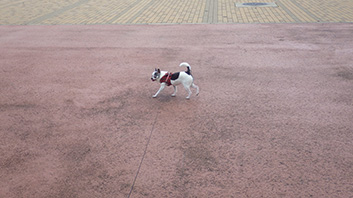c0143171_1161833.jpg