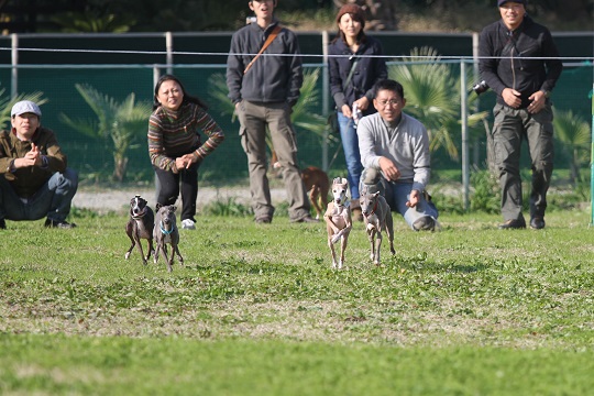 ドックスフィールドで第23回イタグレの集い_e0062371_2014757.jpg