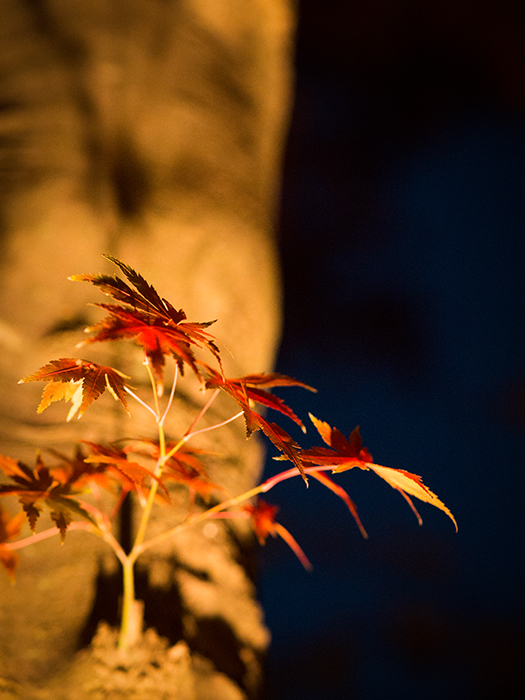 江戸たてもの園*紅葉ライトアップ*_a0161380_15373727.jpg