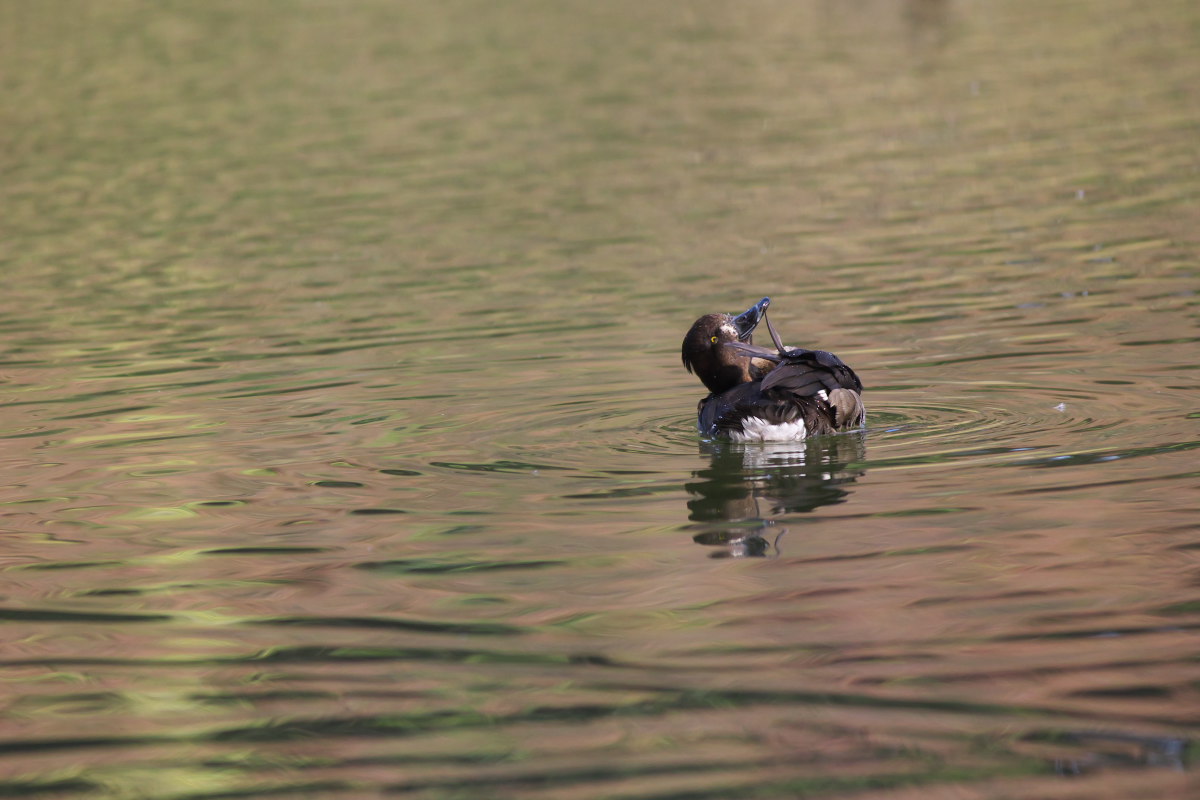 カモの来る池　ヒドリガモ（緋鳥鴨）他_a0083081_21452656.jpg