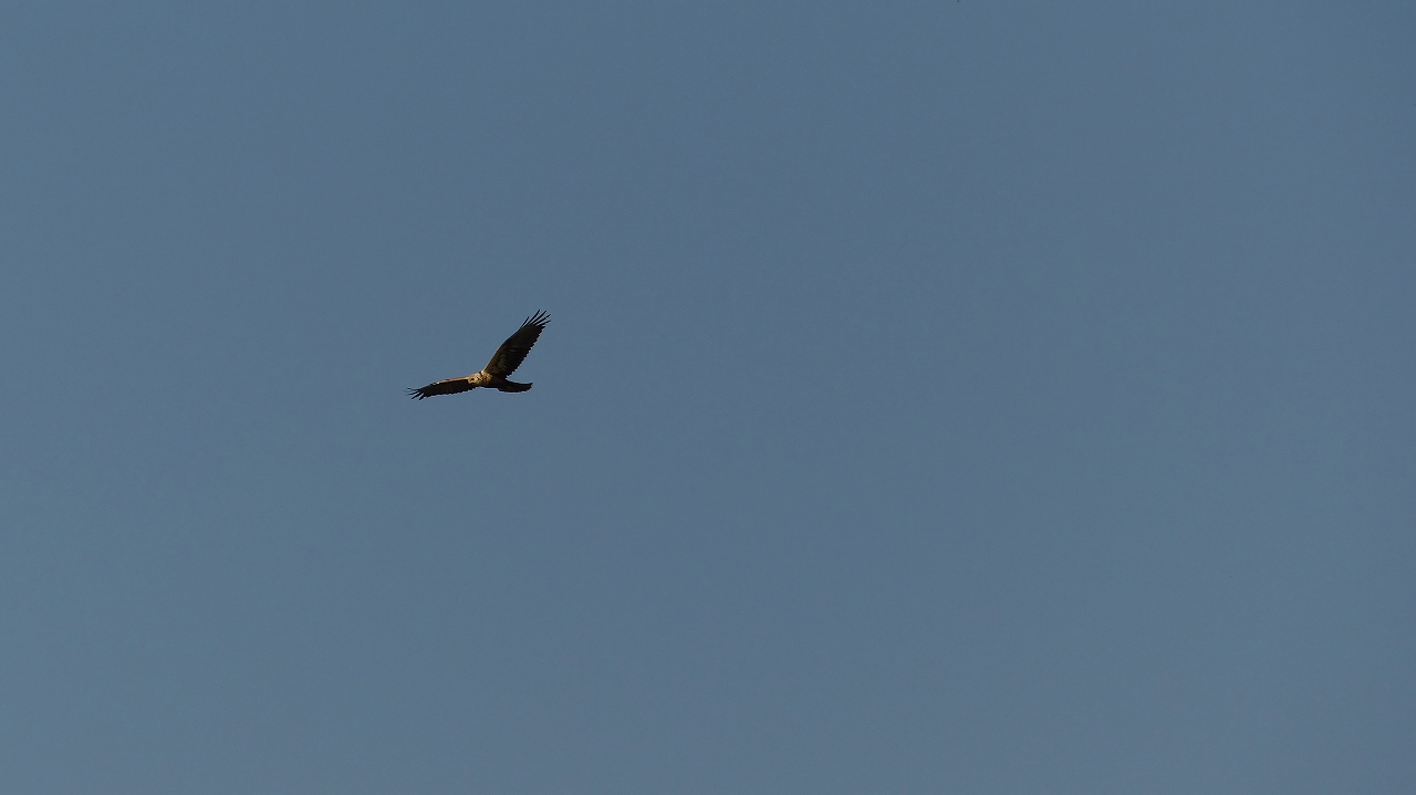 a0185081_10291648.jpg