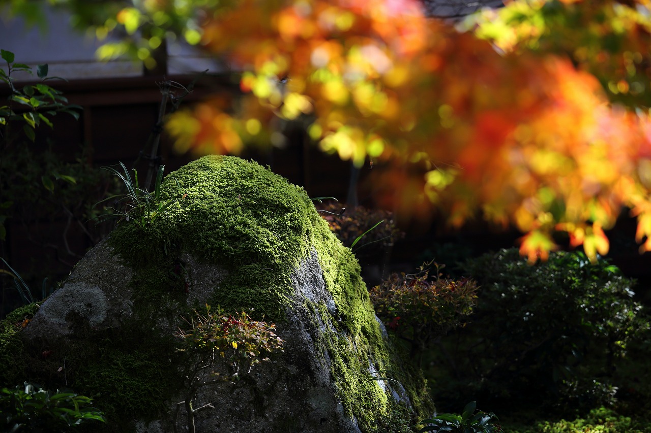 紅葉２０１３　湖東三山 西明寺_e0244181_22442067.jpg