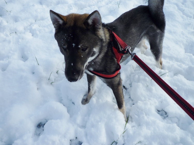 初雪・2013_c0289684_20295045.jpg