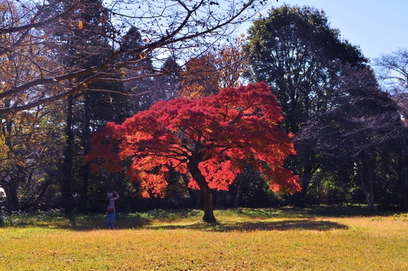真っ赤な秋_a0126590_22525796.jpg