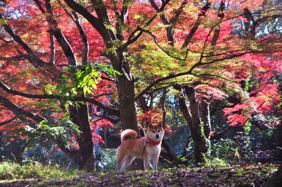 真っ赤な秋_a0126590_23105045.jpg