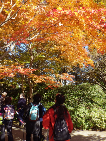 11月23日(土) 昭和記念公園で紅葉NW_c0222190_2342182.jpg