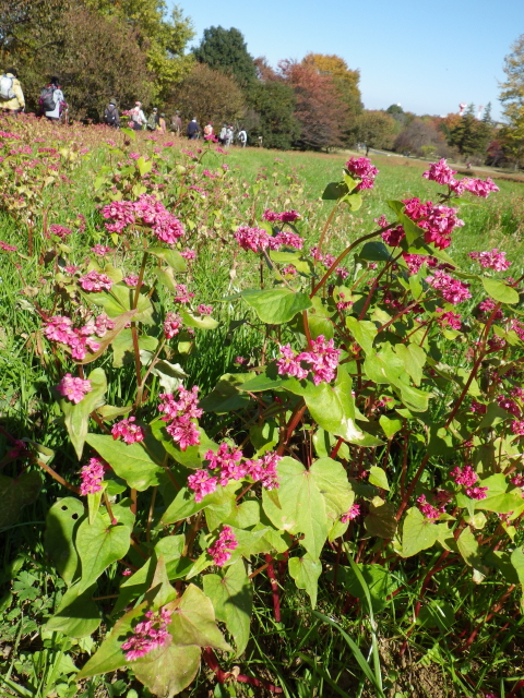 11月23日(土) 昭和記念公園で紅葉NW_c0222190_2343222.jpg