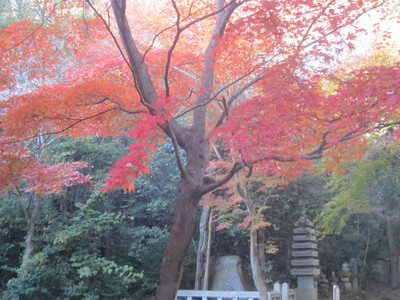 四国霊場第八十二番札所根来寺の秋の紅葉_c0078592_0533072.jpg