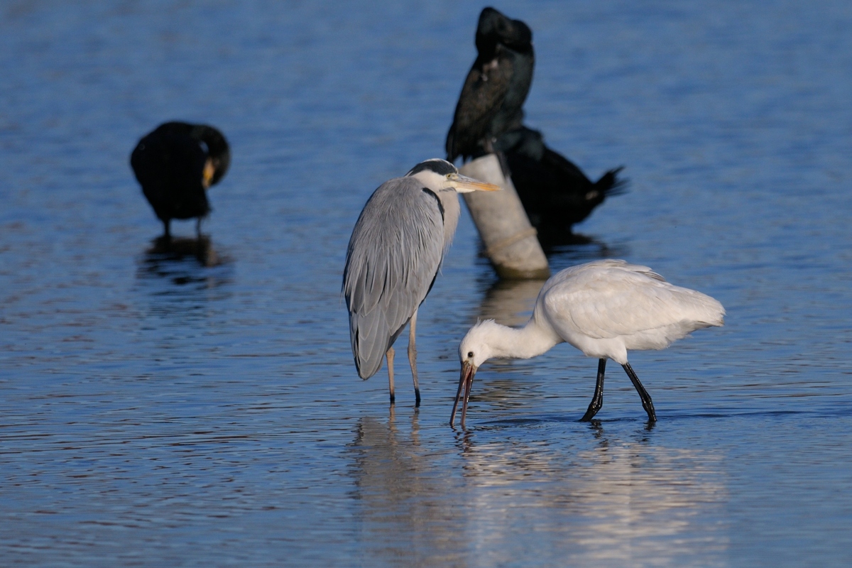 ヘラサギ 実は珍しい鳥のようで 瑞穂の国の野鳥たち