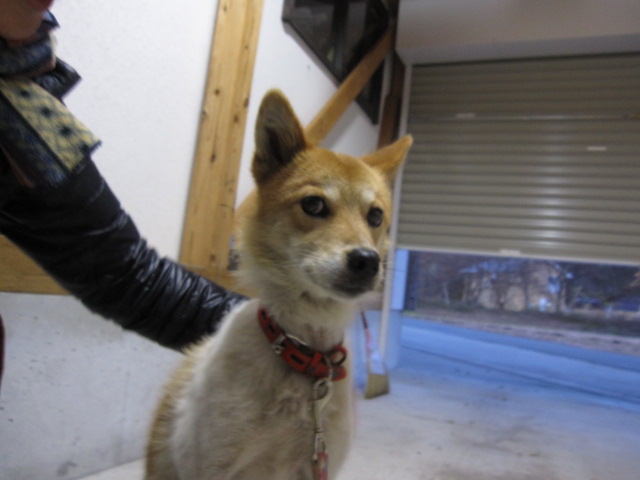 また、迷い犬保護。。。。_b0249296_20325292.jpg