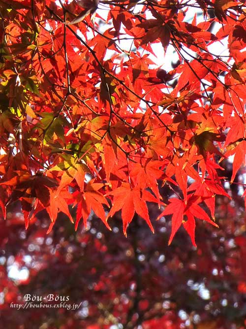 井の頭公園の紅葉と魔法のカメラ♪_d0128697_20232417.jpg