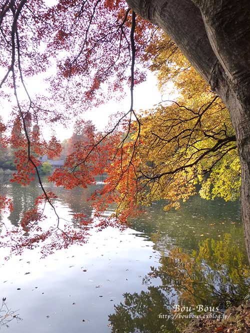 井の頭公園の紅葉と魔法のカメラ♪_d0128697_20322834.jpg