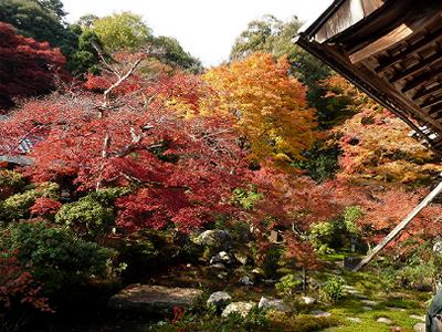 京都岩倉実相院と金閣寺の紅葉 神戸トピックス