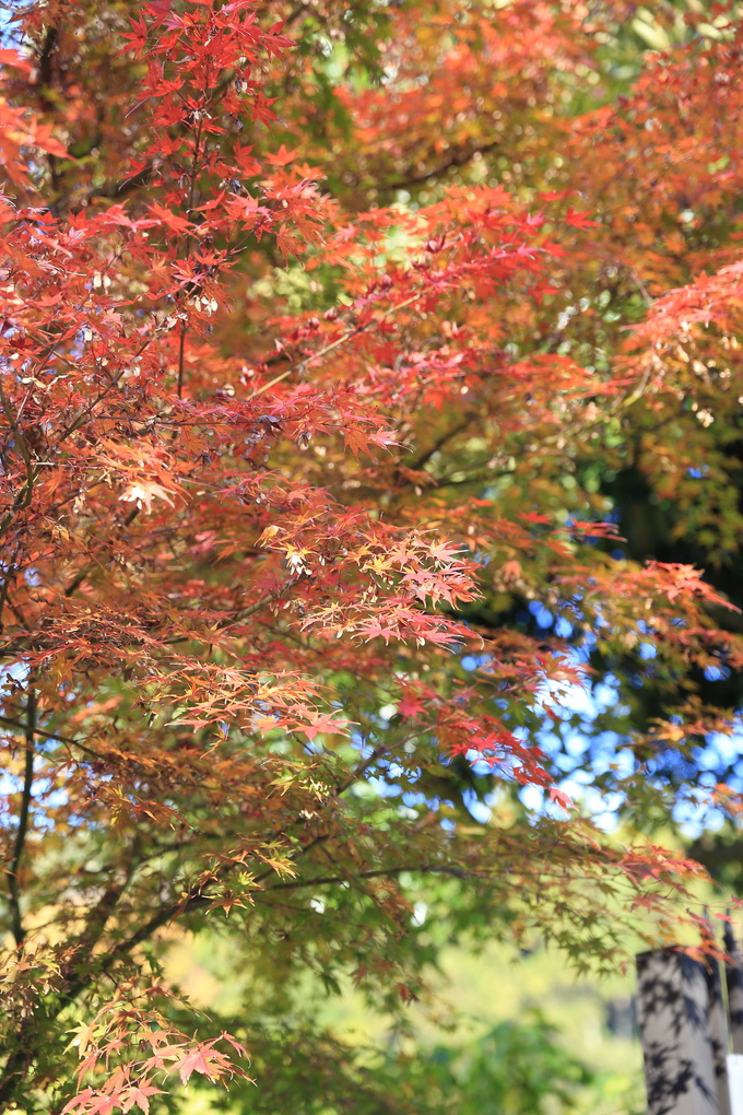 紅葉もうひといきかな?_b0275998_12415793.jpg