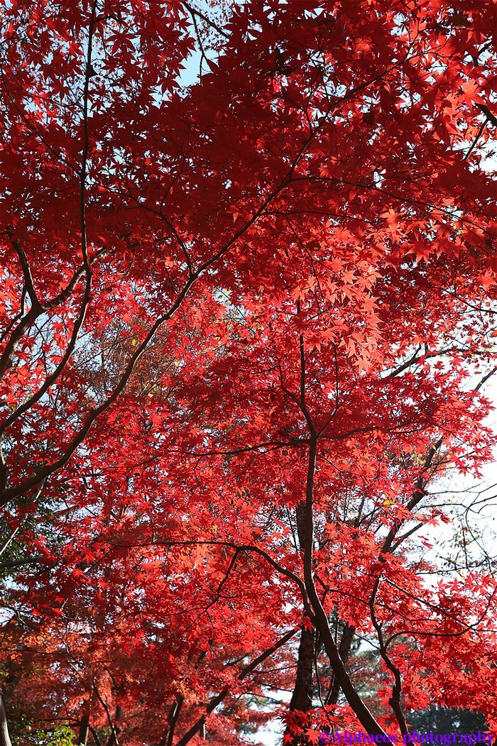 2013年11月24日　EF17-40mm　平林寺２_a0060403_6154136.jpg