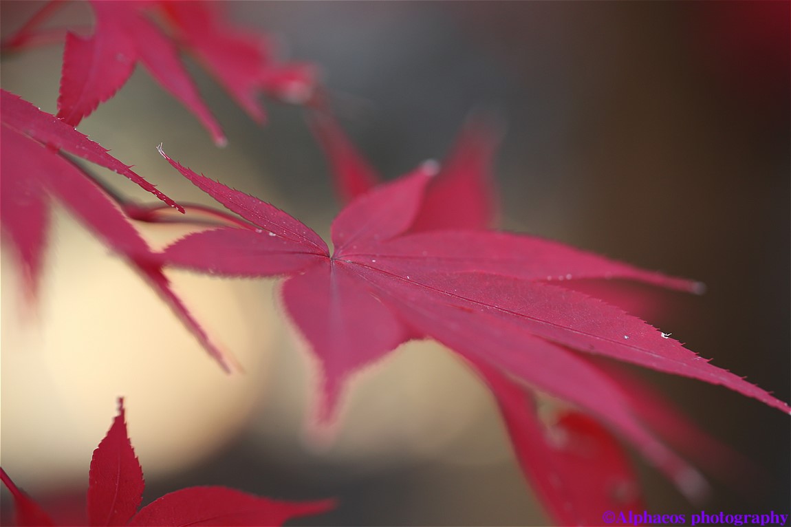 2013年11月24日　 SP 90mm Di MACRO　平林寺３_a0060403_6185892.jpg