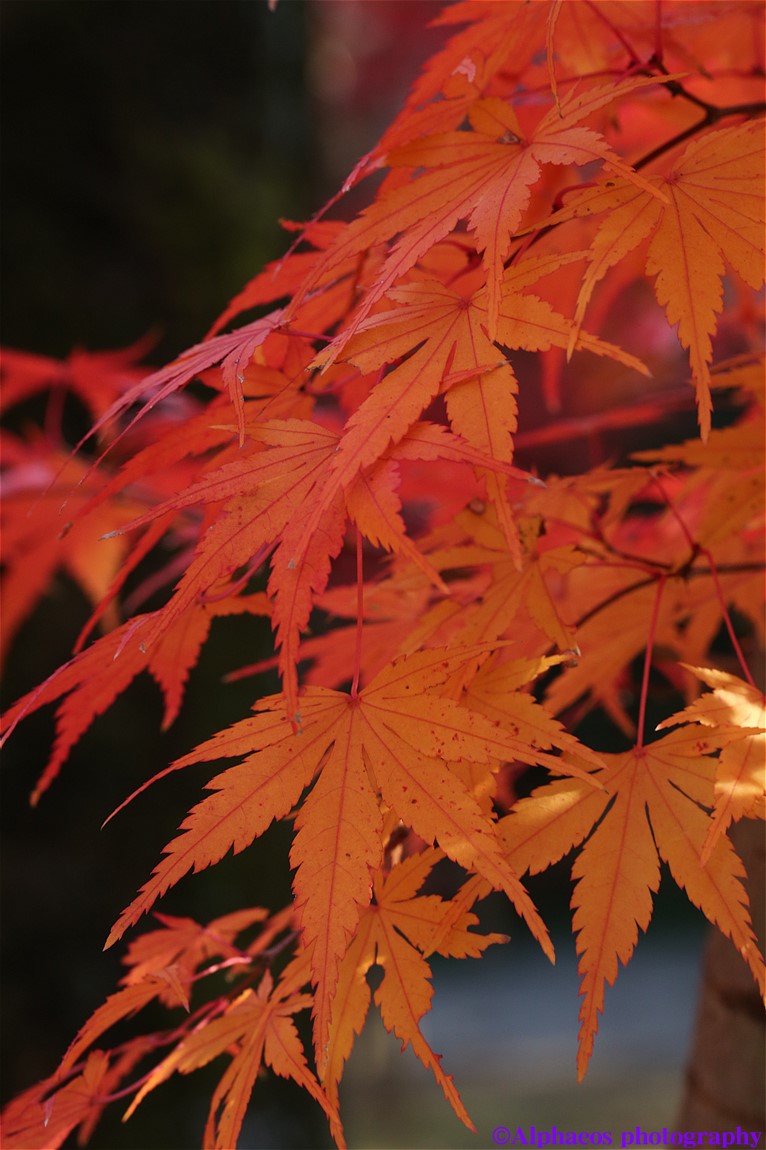 2013年11月24日　 SP 90mm Di MACRO　平林寺３_a0060403_6191566.jpg