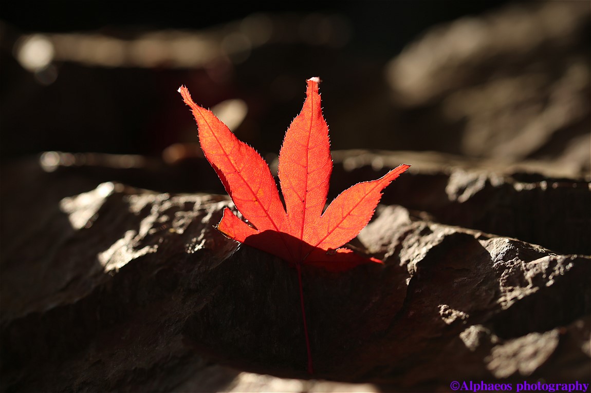 2013年11月24日　 SP 90mm Di MACRO　平林寺３_a0060403_6194030.jpg