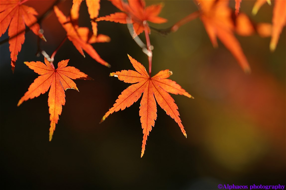 2013年11月24日　 SP 90mm Di MACRO　平林寺３_a0060403_619488.jpg