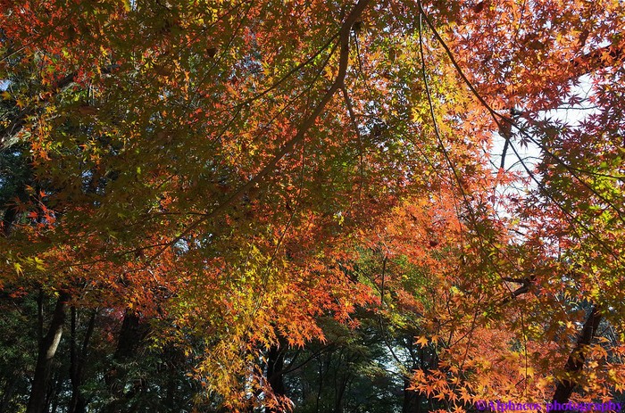 2013年11月24日　GR　平林寺４_a0060403_6311578.jpg