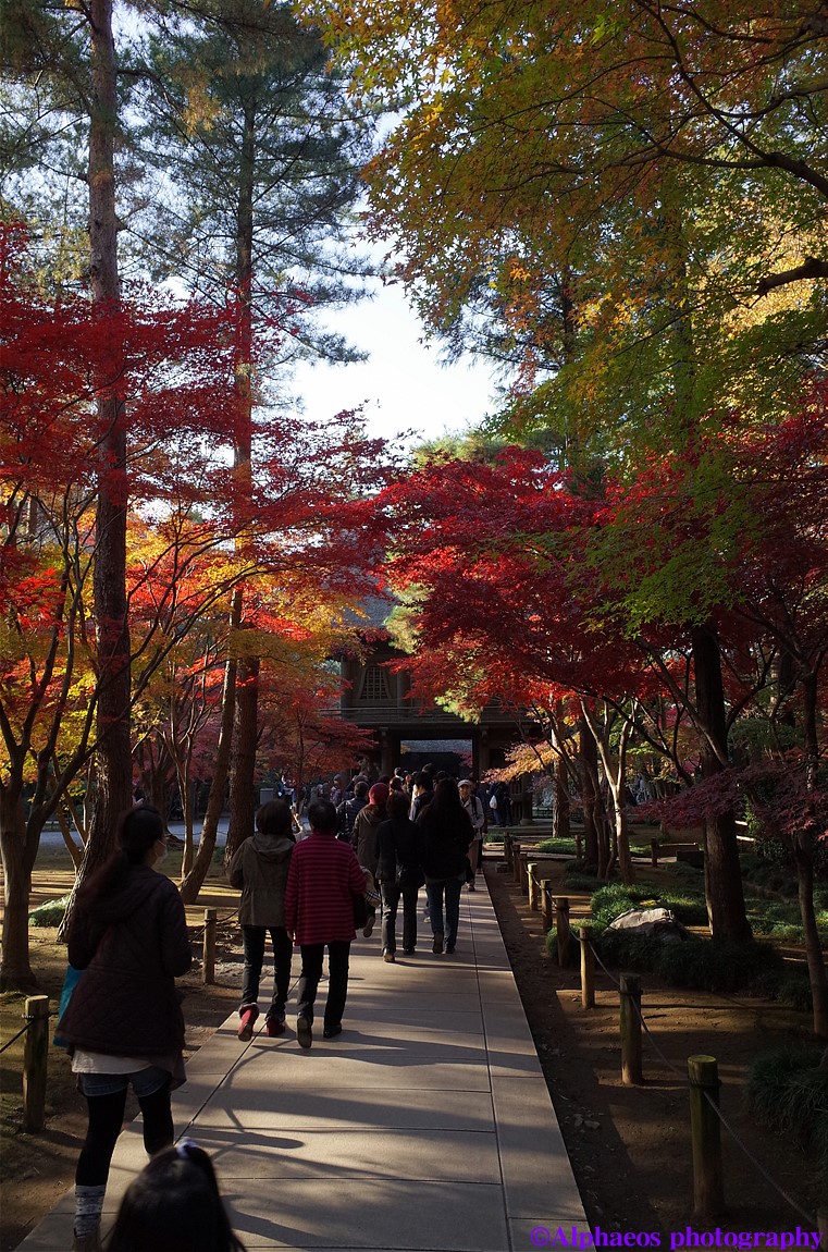 2013年11月24日　GR　平林寺４_a0060403_6315711.jpg