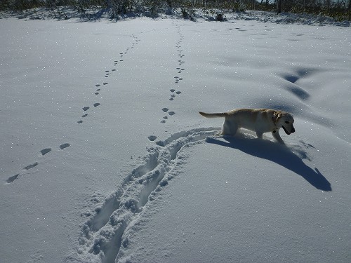 雪だよう!(^^)!_f0082103_961362.jpg