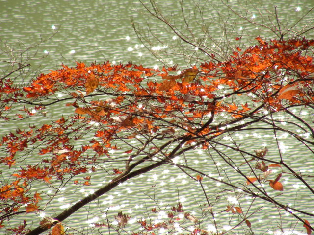 瓶が森林道はよさこい峠からは通行止め・全国快晴NO3…2013.11.24_f0231709_074068.jpg