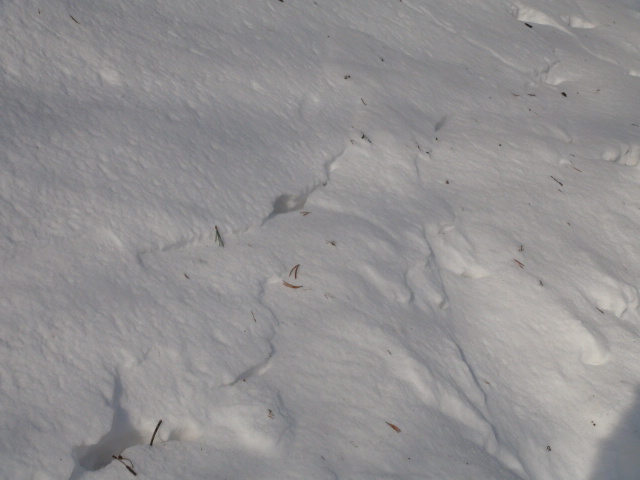 石鎚山の下山中の積雪。土小屋到着 積雪通行止めNO2・・・2013.11.24_f0231709_1741847.jpg