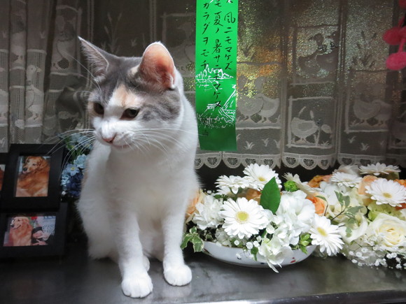 猫と花_f0226210_18473610.jpg