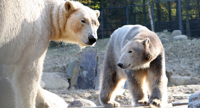 フランス東部 ミュルーズ動物園でのヴィックスとセシの近況 ~ 優先されるオランダの若年個体のペア形成_a0151913_12123416.jpg