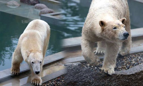 フランス東部 ミュルーズ動物園でのヴィックスとセシの近況 ~ 優先されるオランダの若年個体のペア形成_a0151913_12155745.jpg