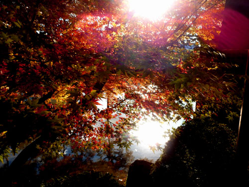 平安神宮 13紅葉だより45_e0048413_1555255.jpg