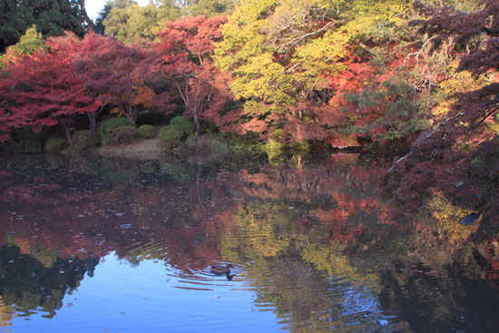 植物園 半木神社 13紅葉だより47_e0048413_17253560.jpg