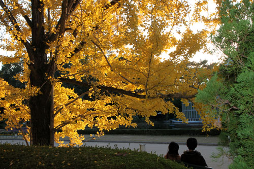植物園 半木神社 13紅葉だより47_e0048413_1726196.jpg