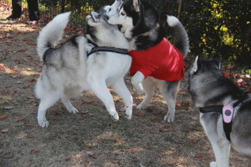 b0207615_22183842.gif